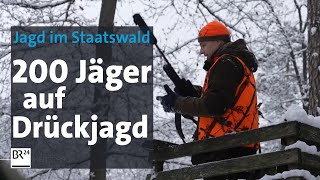 Umstrittene Drückjagd 200 Jäger reduzieren den Wildbestand im Wald  BR24 [upl. by Akayas]