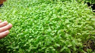 Cilantro Microgreens Tips amp Growing 6oz Per Flat [upl. by Eseenaj]