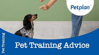 Petplan pet training advice [upl. by Inan]