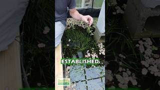 Fast Growing VALLISNERIA PART 2 [upl. by Meibers657]