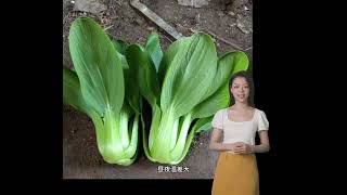 suntoday mini pakchoy cabbage seeds [upl. by Lledrev]