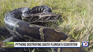 Study finds that Burmese pythons in South Florida can open jaws wider than previously thought [upl. by Anastassia]