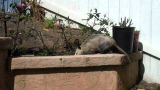 Giant Possum in San Diego CA [upl. by Pietra150]