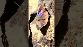 butterfly241002201m99 [upl. by Ahseym]