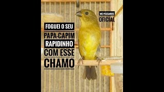 FOGUEI O SEU PAPACAPIM RAPIDINHO COM ESSE CHAMO [upl. by Rellim539]