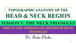 INFRAHYOID ANTERIOR NECK TRIANGLES  MUSCULAR TRIANGLE CAROTID TRIANGLE amp INFRAHYOID NECK SPACES [upl. by Uella]