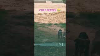 COLD WATER😂😂 shortvideo [upl. by Shirlee]