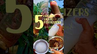 5 Organic Liquid Fertilizers from Kitchentamil gardeninghacks fertilizer organic garden shorts [upl. by Adaurd]