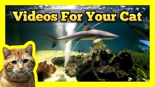 Videos for your Cat  Shark Tank White amp Black Tipped Sharks [upl. by Maurey]