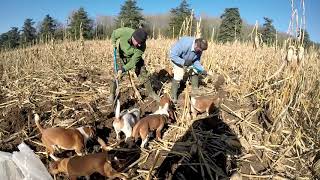 South Wales Rat Pack Ratting the Cover crops Part 2 [upl. by Muhcon640]