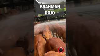 BAÑANDO GANADO BRAHMAN [upl. by Vaasta]