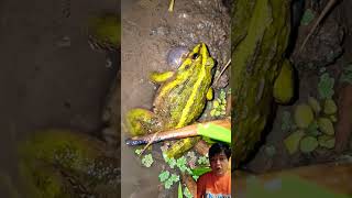 Suara kodok rindu kampung frog animals nature wildlife funny happy family nature fun relax [upl. by Ardnoik]