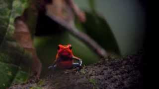 Strawberry PoisonDart Frog Dendrobates pumilio [upl. by Sardella]