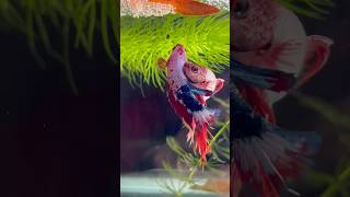 Betta fish breeding ♥️ beautiful process shorts bettafish breeding [upl. by Medin]