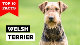 Welsh Terrier  Top 10 Facts [upl. by Yur]