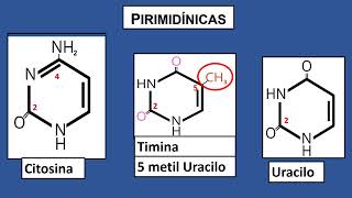 Todo lo que necesitan aprender sobre los nucleótidos [upl. by Hime]