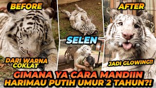 MANDIIN SELEN HARIMAU PUTIH UMUR 2 TAHUN  GA BAHAYA TA [upl. by Redlac119]