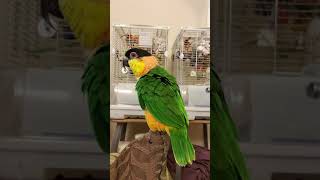 Izzy the Caique doing the quotCaique Dancequot bobbing up and down shorts [upl. by Kowalski]