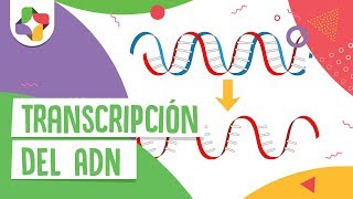 Transcripción del ADN  Educatina [upl. by Zeba]