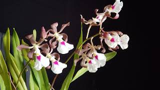 Encyclia specie Cordigera Dark Chocolate [upl. by Guillema]