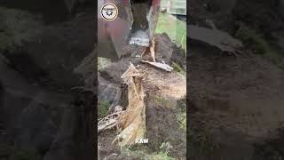 Stronken Killer 1270 PROVES Its the FASTEST Tree Stump Removal Tool [upl. by Allerbag]