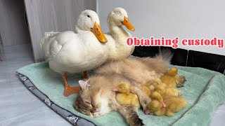 The cat took over the custody of the ducklings The mother duck apologized to the catFunny cute pet [upl. by Juliano454]