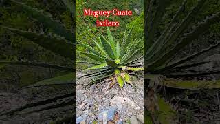 Maguey Cuate de ixtle La Sierra [upl. by Mandelbaum323]