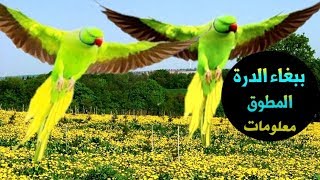 ring necked parakeet تعرف على ذكور ببغاء الدرة المطوقة [upl. by Alleusnoc]