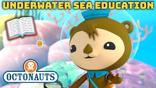 ​Octonauts  🌊 Underwater Sea Education with Shellington 🦦  Compilation  Kidzuko [upl. by Gerge]