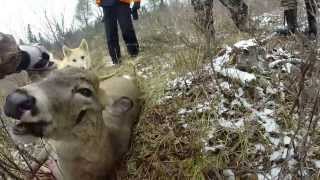 Whitetail Deer Hunt in Ontario Canada [upl. by Sandeep154]