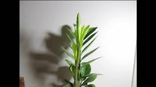 ZZ Plant new shoot time lapse 30 days [upl. by Mathews]