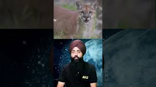 PART1 quotFastest Creatures on EarthFastestAnimals Wildlife Nature AnimalSpeed [upl. by Ahsille294]