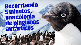 ASMR  viviendo 5 minutos en una colonia de pingüinos en Antártica INACH  ECA58  4K [upl. by Enneiluj253]