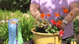 How to Repot Petunias  Grow Guru [upl. by Eiramacissej]