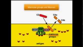 Complement system Lectin pathway [upl. by Eelimaj]