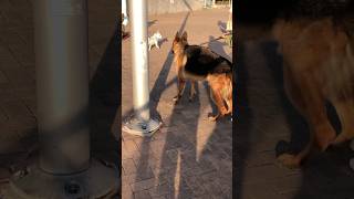 Friendly Big Doggy meets litle doggies dog doggie maddog gooddog shortvideo short dogshorts [upl. by Paulita999]