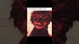 Onlarda Kedi Vs Bizde Kedi 4380 kedi shorts comedy funny cat edit video [upl. by Pat]