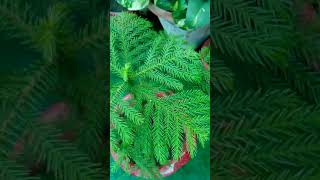 Araucaria plant grow from seed and its care [upl. by Welcher]