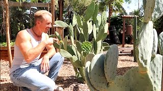 Growing THE BEST EDIBLE CACTUS [upl. by Martinsen]