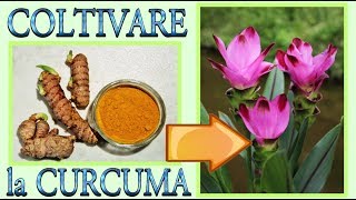 curcuma come far nascere e fiorire una bellissima pianta di curcuma in casa [upl. by Amoreta]