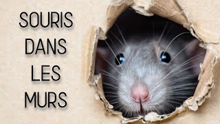 Quand fautil reboucher un trou de souris [upl. by Ailema]