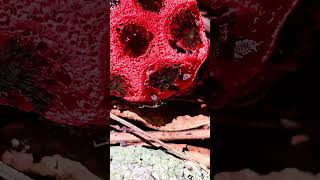 Isopods amp Lattice stinkhorn mushroom 🍄 Playa del Carmen Mexico tropical Caribbean fungi life fungus [upl. by Christalle]