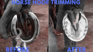 Horse Hoof Cleaning Asmr [upl. by Merton381]