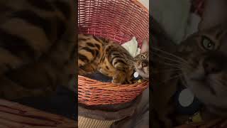 My cat did his evening cleaning and is getting ready for sleep cat bengalcat [upl. by Ora]