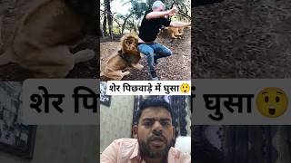 शेर का आदमी पर हमला। Lion attacks man 😱 lion animals attack reaction shorts viral collab wild [upl. by Farmelo]