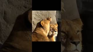 5 aise janwar Jo sote rahte ha ytshorts selepinganimal hunter animal petanimal forest cat [upl. by Anwat]