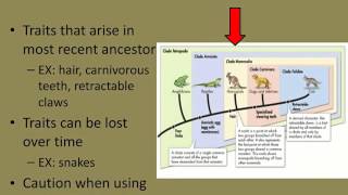 Modern Evolutionary Classification [upl. by Tillman]