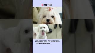 Top 10 Hypoallergenic Dogs That Dont Shed [upl. by Hsina]