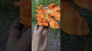 Chicken Of The Woods Tree shorts hunting mushrooms fungi [upl. by Adnilev922]