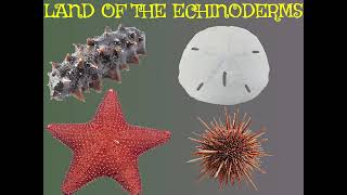 Land Of The Echinoderms [upl. by Novar]